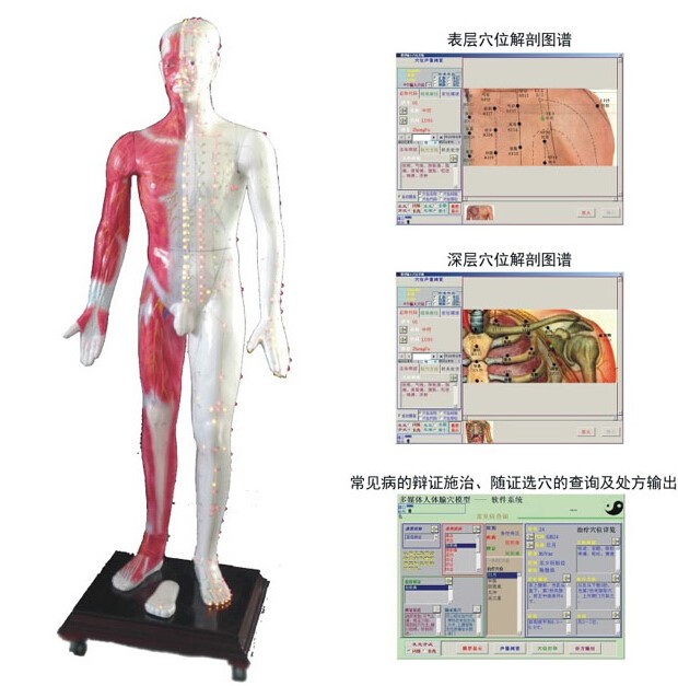 Mô hình châm cứu phát quang